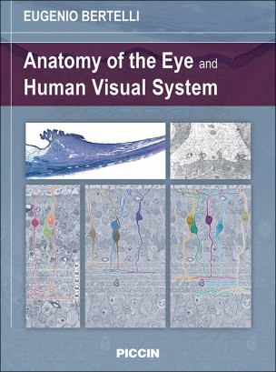 Anatomy of the Eye and Human Visual System