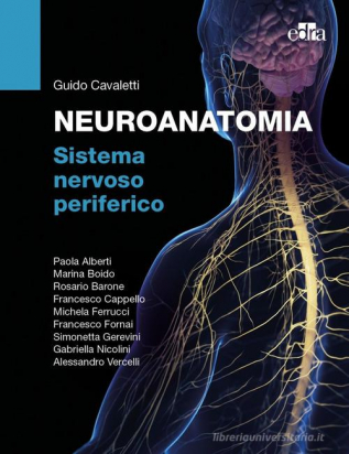 Neuroanatomia